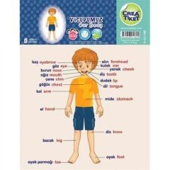 Vücudumuz (Erkek) Eğitim Etiketleri